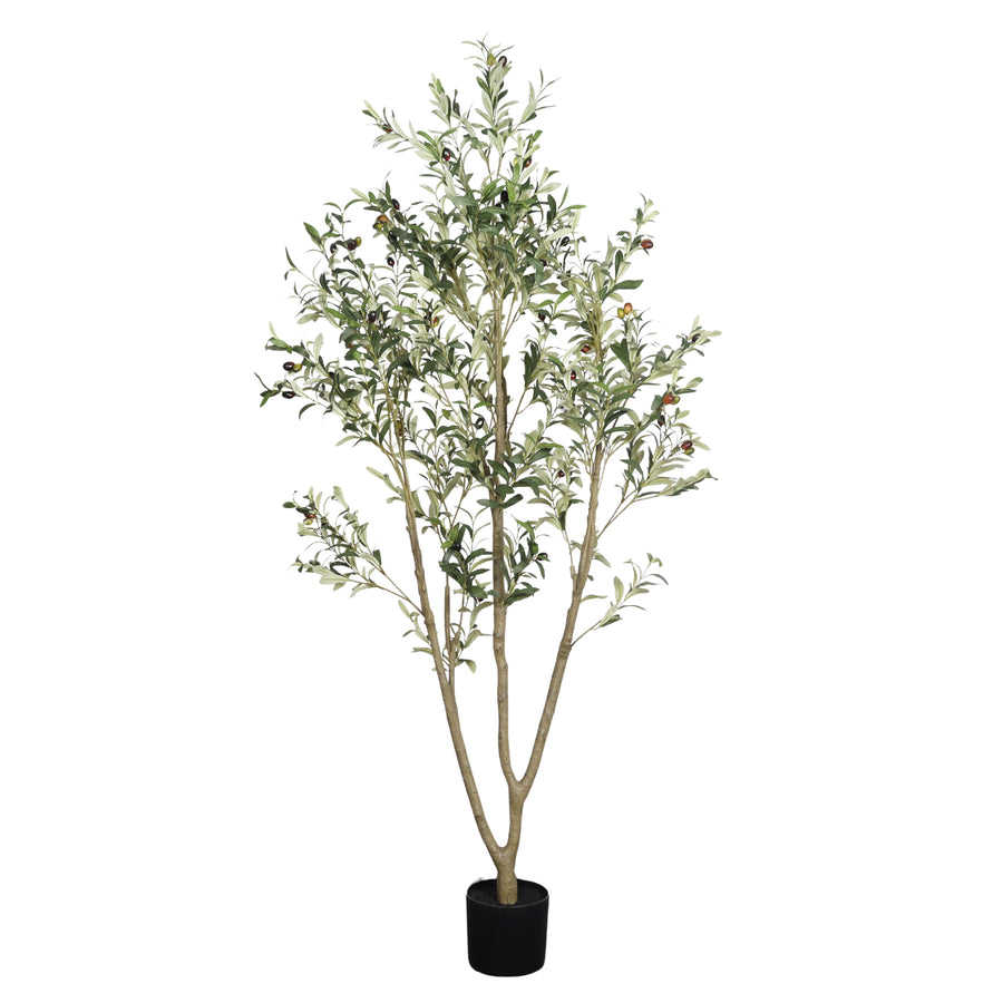 Faux olive tree, 6 ft, with a forked trunk in a black pot on a plain white background