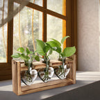 Wood Plant Propagation Station Terrarium, 3 Heart-Shaped Glass Vases