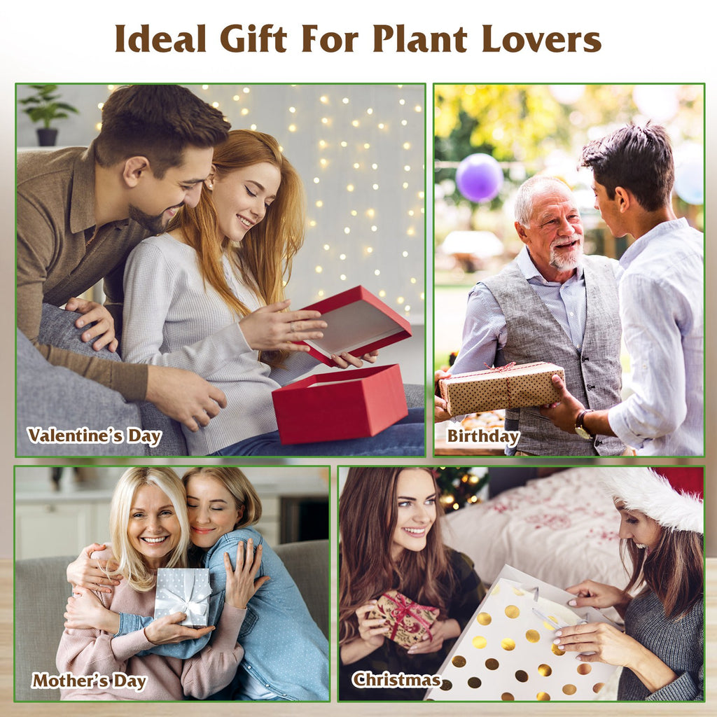 Wood Plant Propagation Station Terrarium, 3 Heart-Shaped Glass Vases