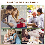 Wood Plant Propagation Station Terrarium, 3 Heart-Shaped Glass Vases