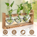 Wood Plant Propagation Station Terrarium, 3 Heart-Shaped Glass Vases