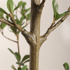 Faux black olive tree — detail of the bark-textured trunk and branch forks