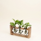 1Pc Plant Terrarium Propagation Station With 3 Heart Shaped Vases Wood on a warm cream background