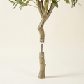 Artificial Olive Tree on a warm cream background