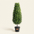 Artificial Boxwood Topiary Tree on a warm cream background