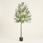 Artificial olive tree, faux potted greenery floor plant, on a warm cream background