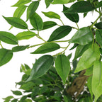 Faux ficus leaves in two shades of green — detail of the foliage