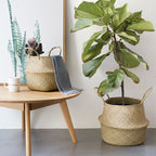Seagrass belly baskets holding a potted fiddle-leaf fig and a folded throw in a bright living room