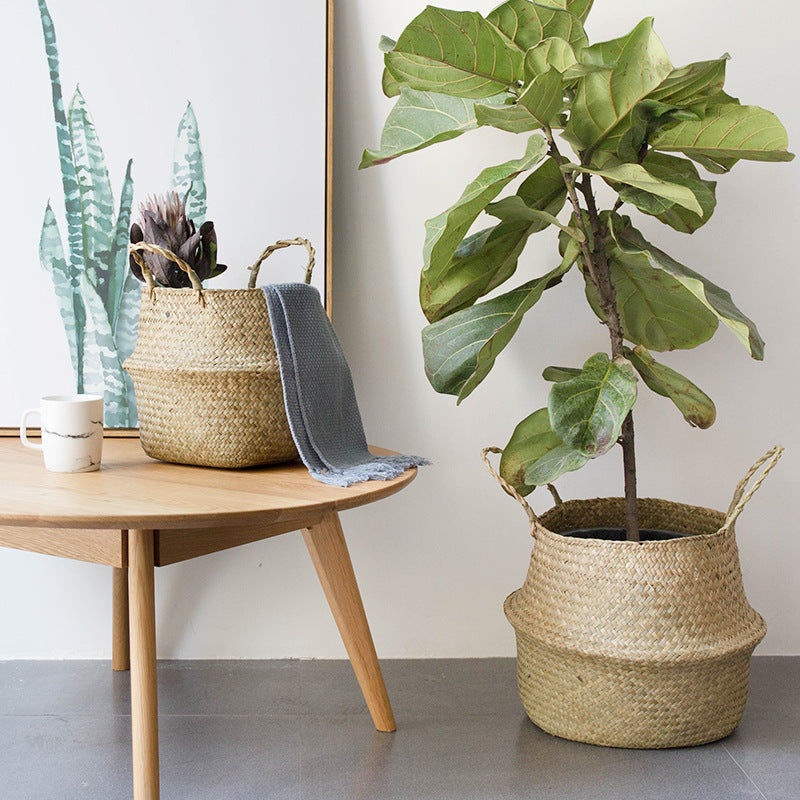 Seagrass belly baskets holding a potted fiddle-leaf fig and a folded throw in a bright living room