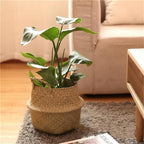 Seagrass belly basket holding a potted leafy plant on a rug beside a sofa