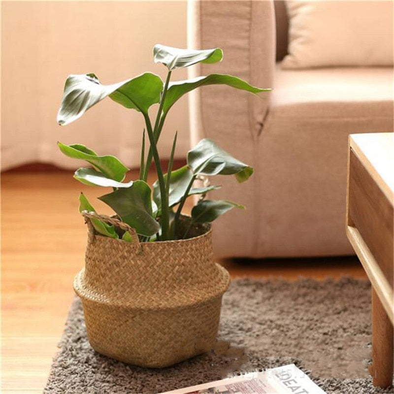 Seagrass belly basket holding a potted leafy plant on a rug beside a sofa